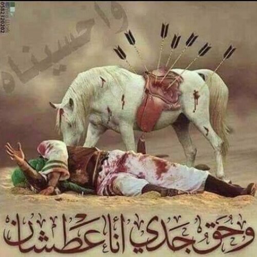 kuda sayyid husain Kisah Kuda Sayyidina Husain, Dzuljanah Sang Kuda Kesayangan