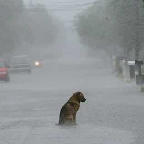 anjing di jalan