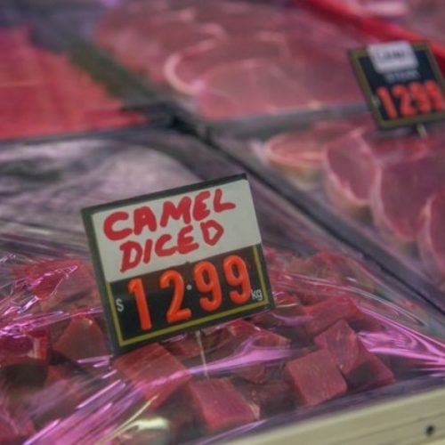 Wudhu Setelah Makan Unta Serta Penjelasan Dalilnya