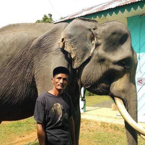 Bagaimana Hukumnya Salat Kaling-kalingan Gajah?