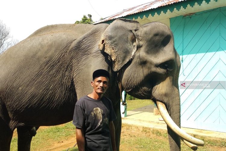 Bagaimana Hukumnya Salat Kaling-kalingan Gajah?