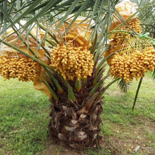 Menguatkan Iman dari Kisah Pohon Kurma
