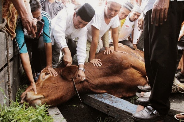 Status Hukum Daging Kurban Dalam Dua Kali Sembelihan